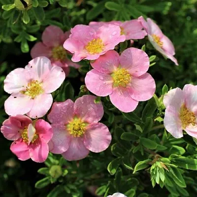 Лапчатка ЛАВЛИ ПИНК кустарниковая в Кемерово