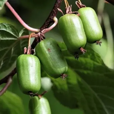 Актинидия СЕНТЯБРЬСКАЯ коломикта — описание сорта Актинидия СЕНТЯБРЬСКАЯ коломикта в Кемерово