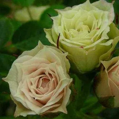 Саженцы роз ГРИН ДАЙМОНД миниатюрная в Кемерово