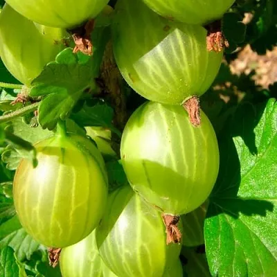 Крыжовник МАЛАХИТ  Крыжовник МАЛАХИТ в Кемерово