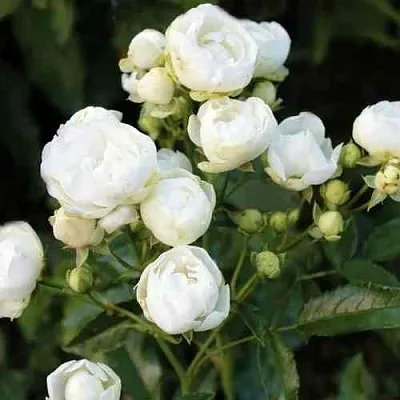 Саженцы роз УАЙТ МОРСДАГ полиантовая в Кемерово