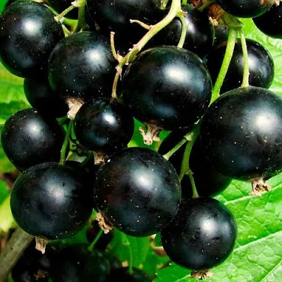 Чёрная в Кемерово