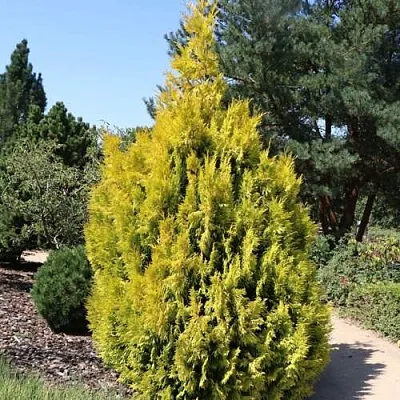 Туя СТОУНХАМ ГОЛД складчатая в Кемерово