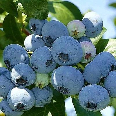 Голубика НУИ в Кемерово