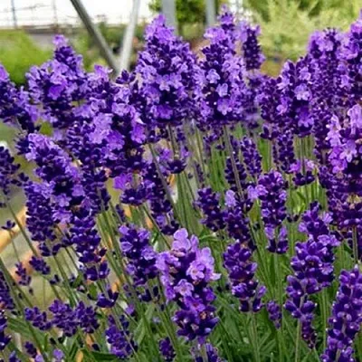 Лаванда ХИДКОТ БЛЮ узколистная  Лаванда ХИДКОТ БЛЮ узколистная в Кемерово