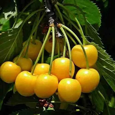 Черешня ЧЕРМАШНАЯ в Кемерово