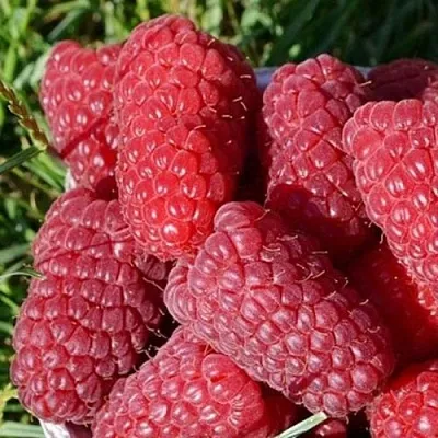 Малина САМОСВАЛ  Малина САМОСВАЛ в Кемерово