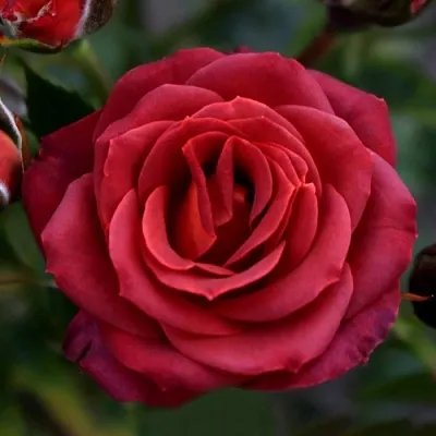 Саженцы роз ЧОКОЧИНО спрей  Саженцы роз ЧОКОЧИНО спрей в Кемерово