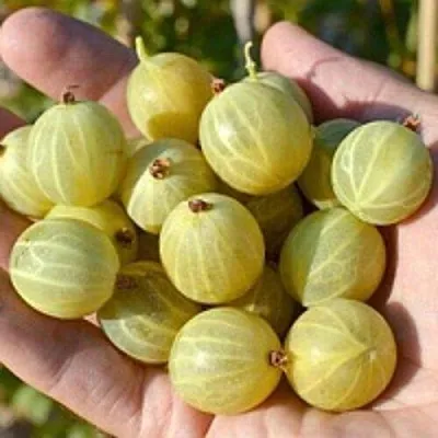 Крыжовник БЕРИЛЛ  Крыжовник БЕРИЛЛ в Кемерово