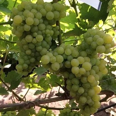 Виноград КИШМИШ 311  Виноград КИШМИШ 311 в Кемерово