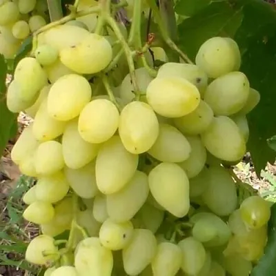 Виноград ЗАРНИЦА  Виноград ЗАРНИЦА в Кемерово