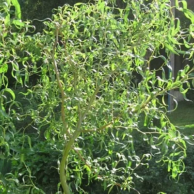 Ива МАТСУДАНА  Ива МАТСУДАНА в Кемерово