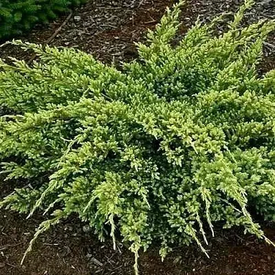 Можжевельник ДРИМ ДЖОЙ чешуйчатый  Можжевельник ДРИМ ДЖОЙ чешуйчатый в Кемерово