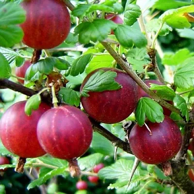 Крыжовник КОНСУЛ  Крыжовник КОНСУЛ в Кемерово