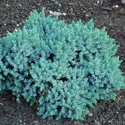 Можжевельник БЛЮ СТАР чешуйчатый  Можжевельник БЛЮ СТАР чешуйчатый в Кемерово