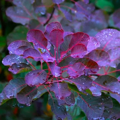 Скумпия ГРЕЙС в Кемерово