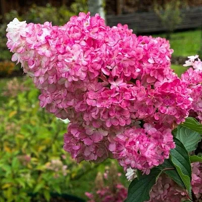 Гортензия МЕГА МИНДИ метельчатая  Гортензия МЕГА МИНДИ метельчатая в Кемерово