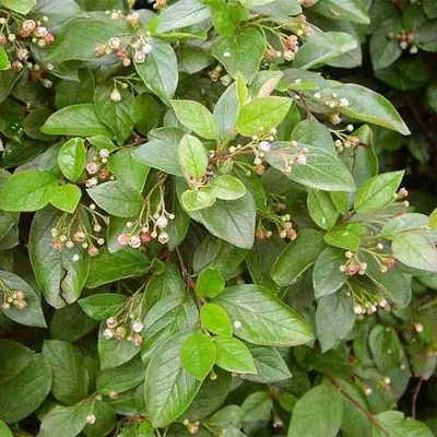 Кизильник блестящий в Кемерово