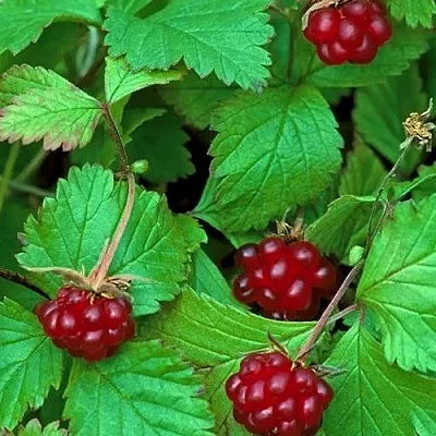 Княженика АУРА в Кемерово