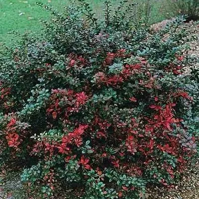 Барбарис РЕД ДЖЕВЕЛ средний   Барбарис РЕД ДЖЕВЕЛ средний  в Кемерово