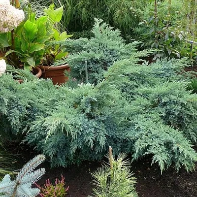 Можжевельник БЛЮ ШВЕД (СВИД) чешуйчатый  Можжевельник БЛЮ ШВЕД (СВИД) чешуйчатый в Кемерово