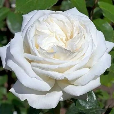 Саженцы роз ЛОМОНОСОВ чайно-гибридная в Кемерово