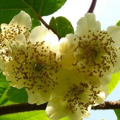 Актинидия АТЛАС (МУЖСКОЙ)  Актинидия АТЛАС (МУЖСКОЙ) в Кемерово