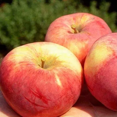 Яблоня ОРЛОВИМ в Кемерово