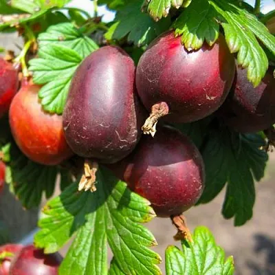 Крыжовник ЧЕРНОСЛИВОВЫЙ  Крыжовник ЧЕРНОСЛИВОВЫЙ в Кемерово