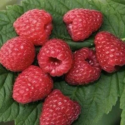 Малина ЗЮГАНА  Малина ЗЮГАНА в Кемерово