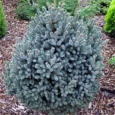 Ель НАНА сизая  Ель НАНА сизая в Кемерово