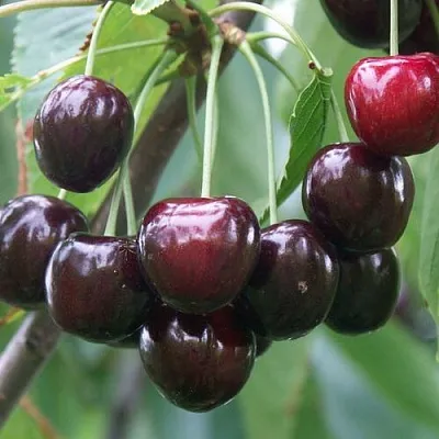 Черешня ЛЮБИМИЦА АСТАХОВА в Кемерово