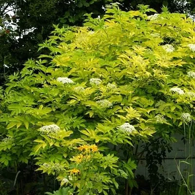 Бузина черная АУРЕА в Кемерово