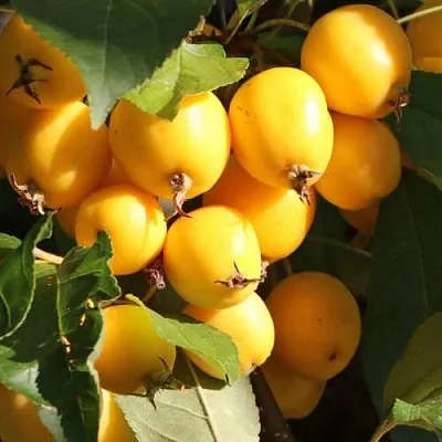 Яблоня ГОЛДЕН ХОРНЕТ декоративная  Яблоня ГОЛДЕН ХОРНЕТ декоративная в Кемерово