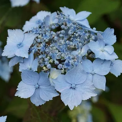 Гортензия БЛЮ ДЕКЛ пильчатая в Кемерово
