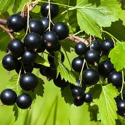 Смородина чёрная БЕЛОРУССКАЯ СЛАДКАЯ в Кемерово