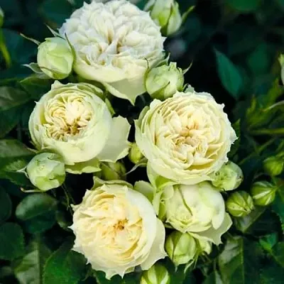 Саженцы роз БЛАНШЕТТ спрей  Саженцы роз БЛАНШЕТТ спрей в Кемерово