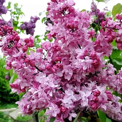 Сирень ОЛИМПИАДА КОЛЕСНИКОВА  Сирень ОЛИМПИАДА КОЛЕСНИКОВА в Кемерово