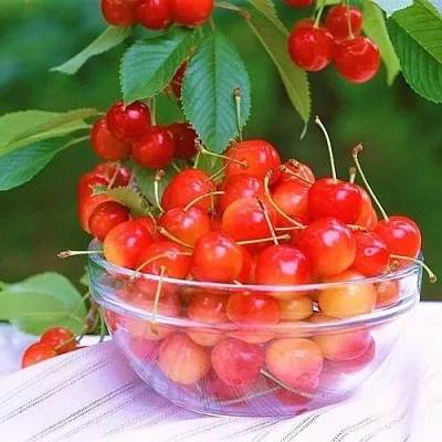 Черешня НАСЛАЖДЕНИЕ в Кемерово