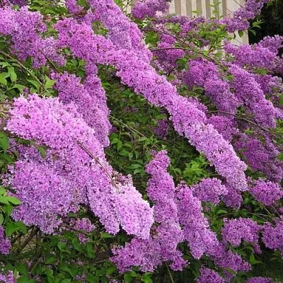 Сирень КИТАЙСКАЯ  Сирень КИТАЙСКАЯ в Кемерово