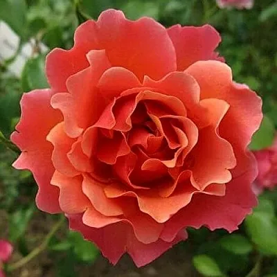 Саженцы роз ЖАН КОКТО флорибунда в Кемерово