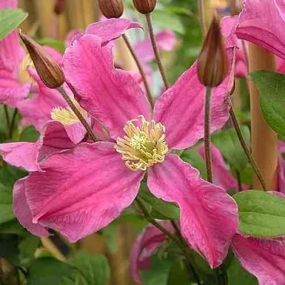 Клематис ИНСПИРЕЙШН ЗОЙН в Кемерово