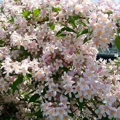 Кольквиция прелестная в Кемерово