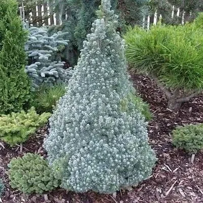 Ель САНДЕРС БЛЮ канадская  Ель САНДЕРС БЛЮ канадская в Кемерово