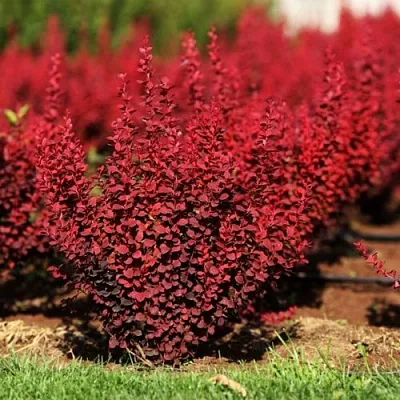 Барбарис ОРАНЖ РОКЕТ тунберга  Барбарис ОРАНЖ РОКЕТ тунберга в Кемерово