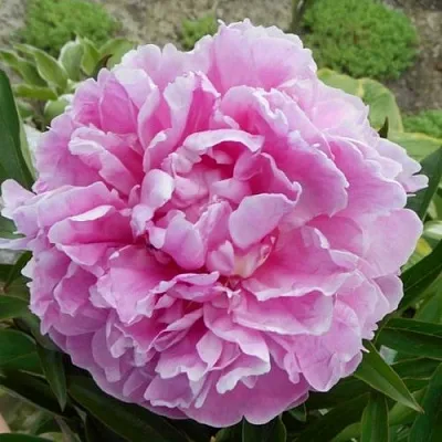 Пион РИМ травянистый  Пион РИМ травянистый в Кемерово