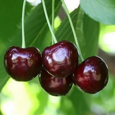 Черешня ЛЕНИНГРАДСКАЯ ЧЁРНАЯ в Кемерово