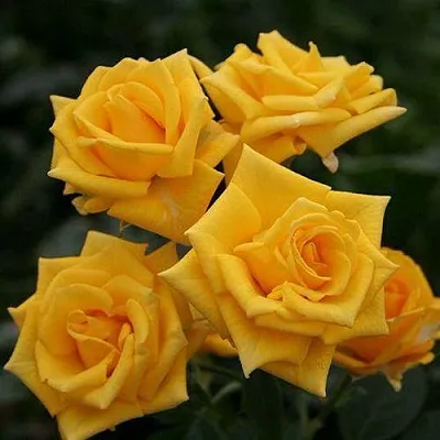 Саженцы роз ШАНИ спрей в Кемерово