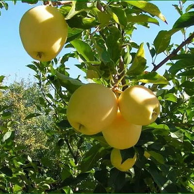 Яблоня ГОЛДЕН МИЛЛЕНИУМ  Яблоня ГОЛДЕН МИЛЛЕНИУМ в Кемерово