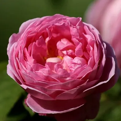 Саженцы роз ПИНК ЭКСПРЕШН флорибунда в Кемерово